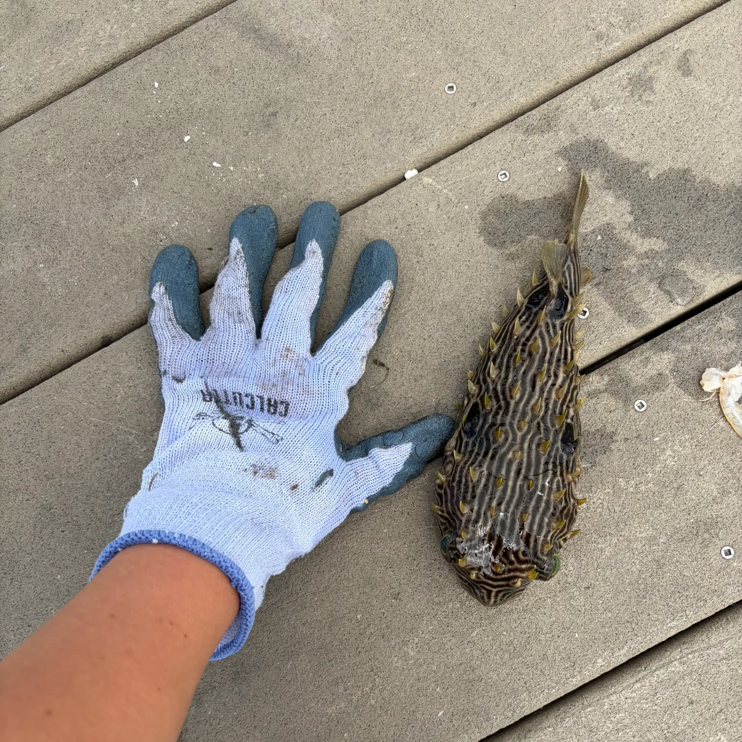 The most recent Spot-fin porcupinefish catches on Fishbrain