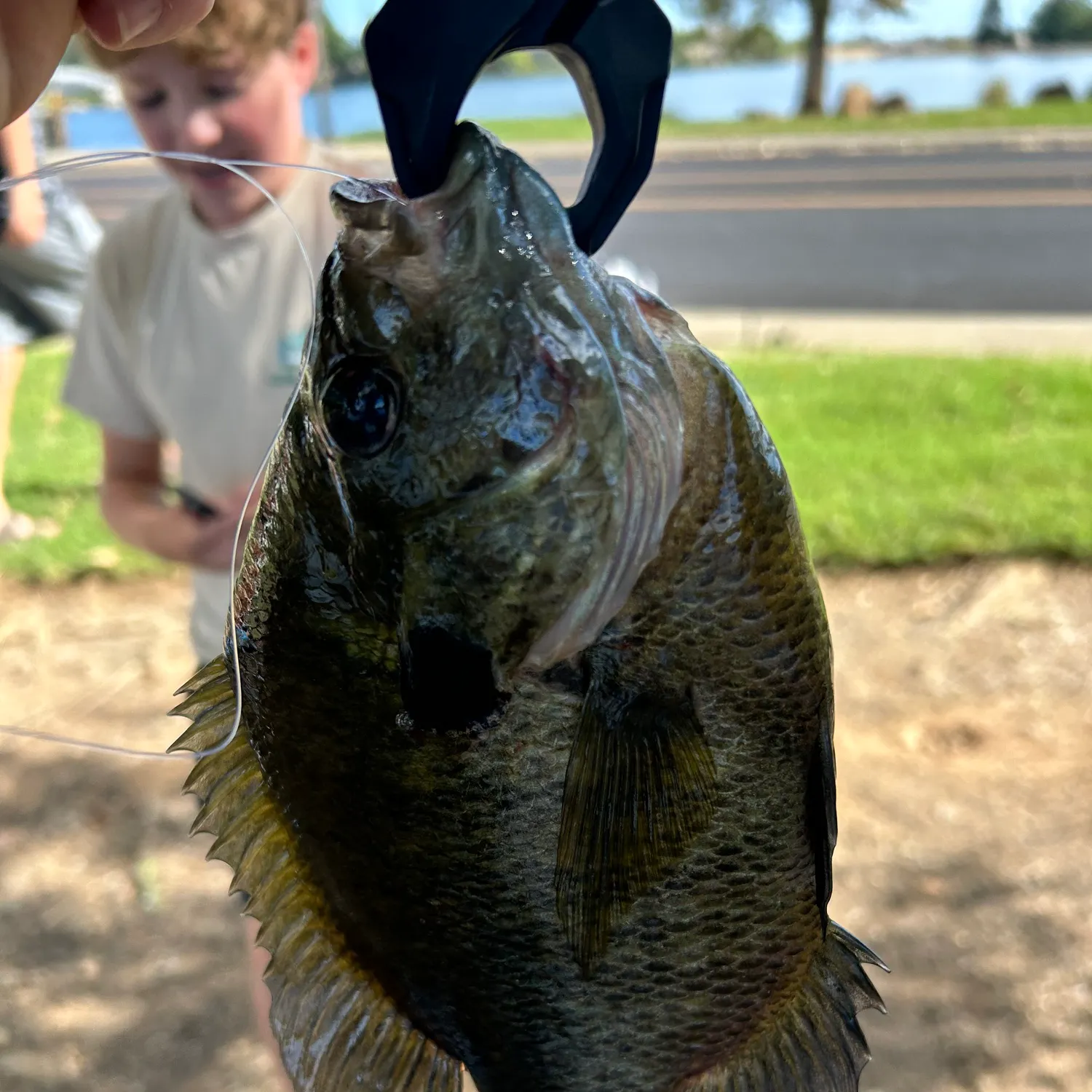 Fish caught on Fishbrain