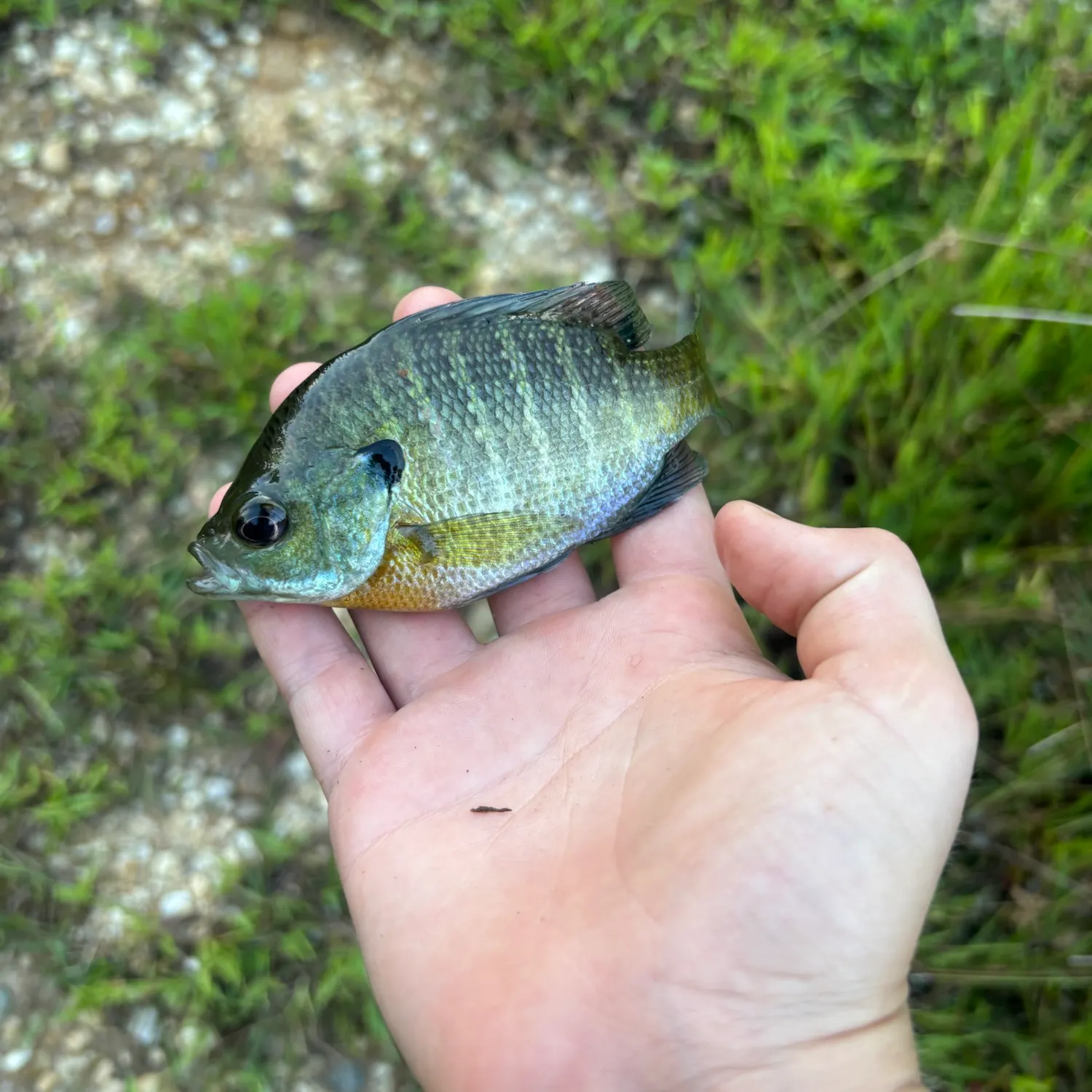 Bluegill caught on Fishbrain