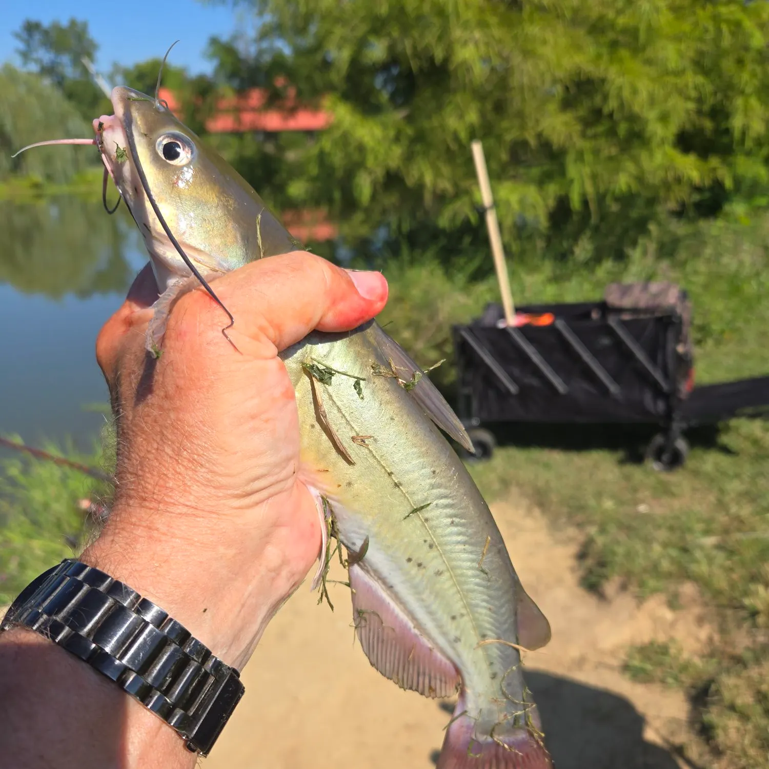Channel catfish caught on Fishbrain