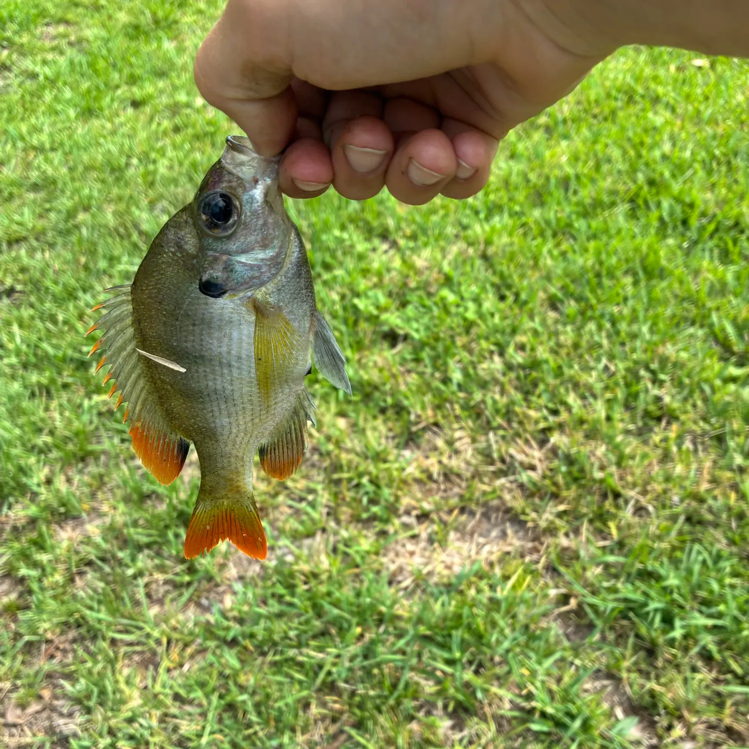 The most recent Small-scaled pacu catches on Fishbrain