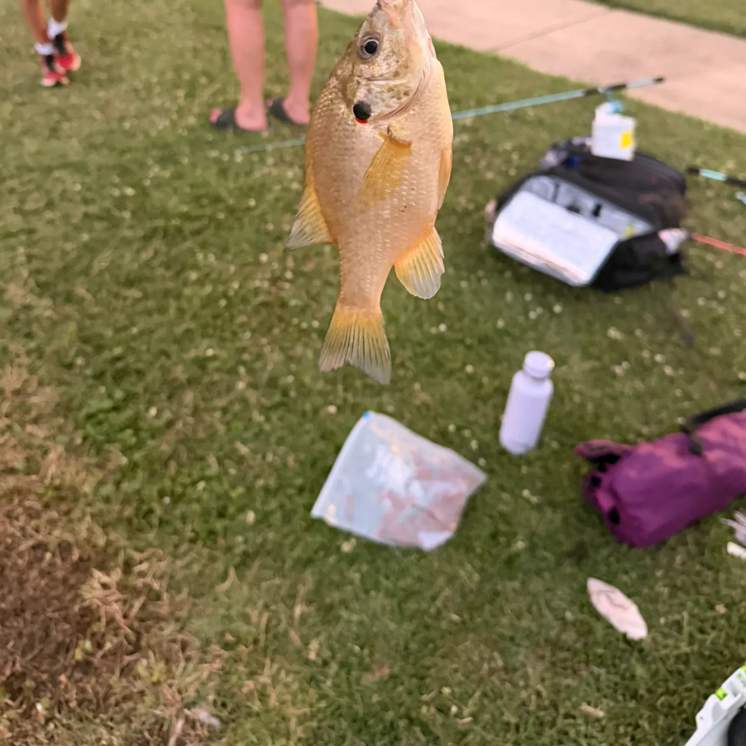 recently logged catches
