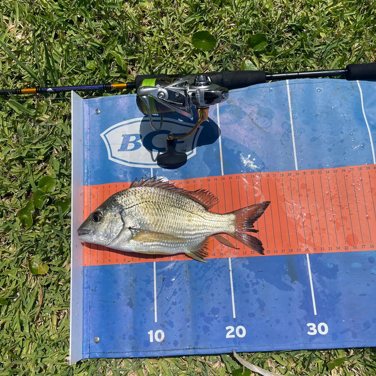 The most recent Southern black bream catches on Fishbrain
