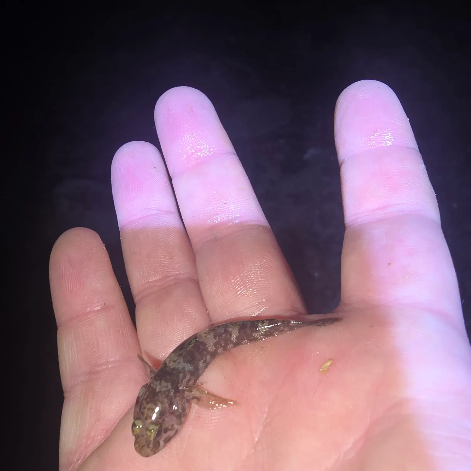 The most recent Rock goby catches on Fishbrain