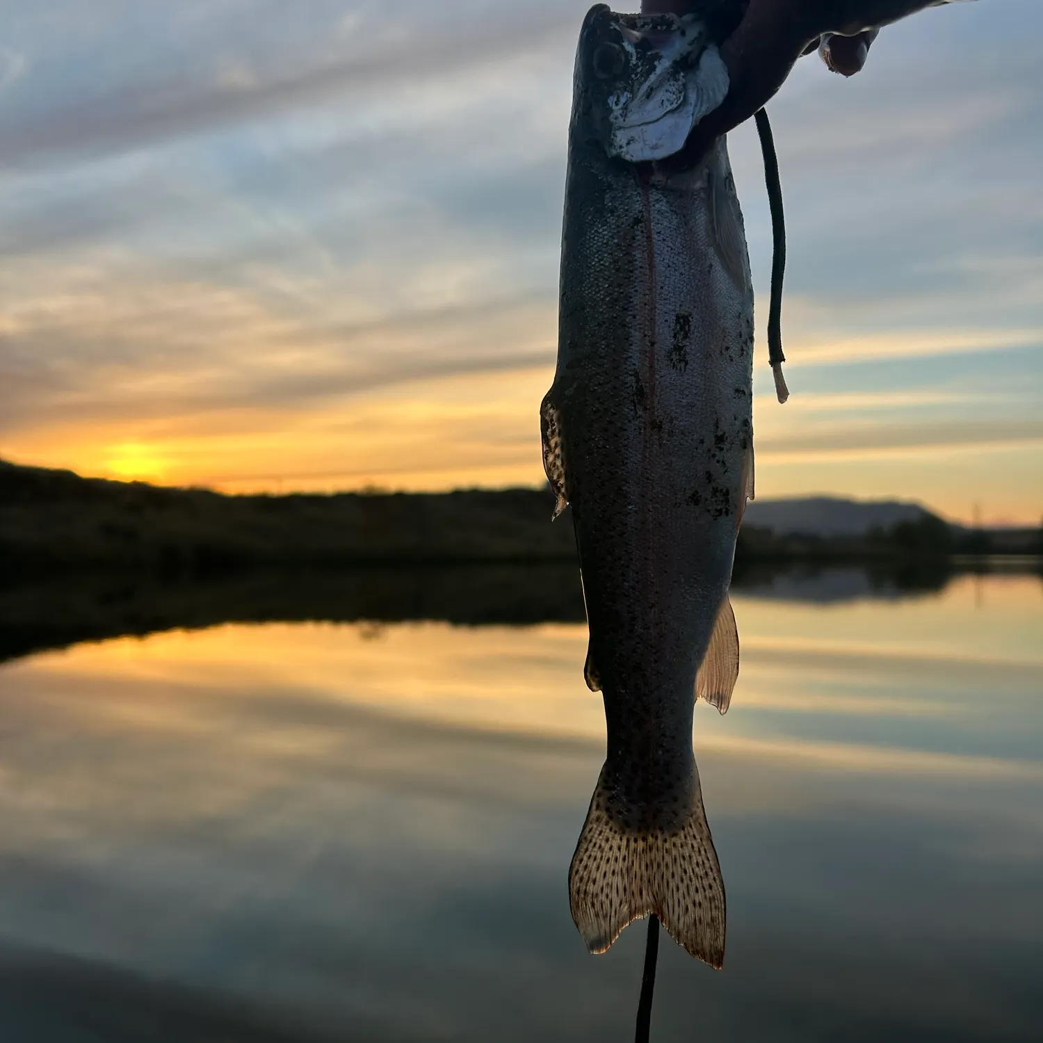 Rainbow trout caught on Fishbrain