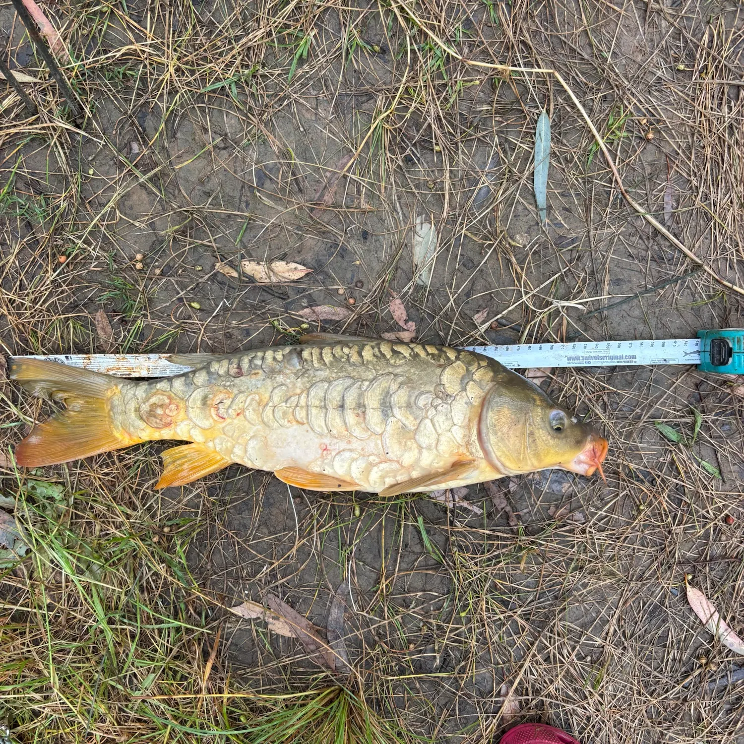 Mirror carp caught on Fishbrain