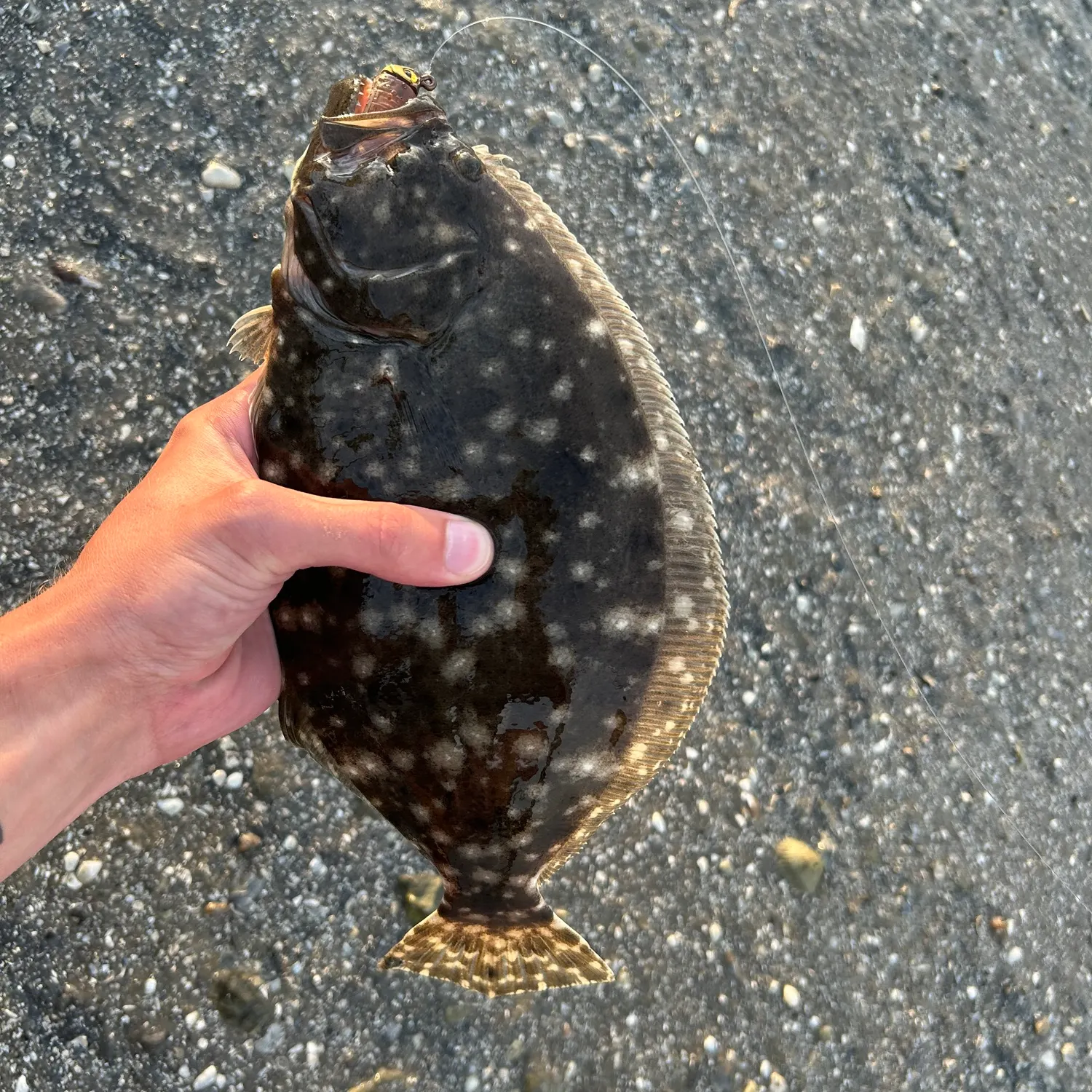 The most recent Summer flounder catches on Fishbrain