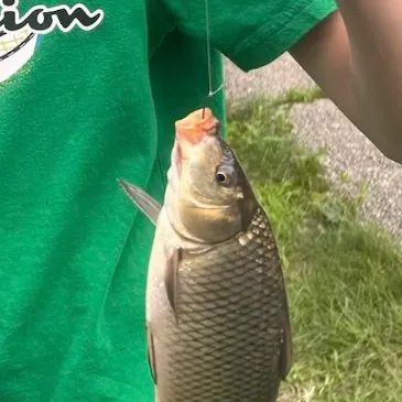 Common carp caught on Fishbrain