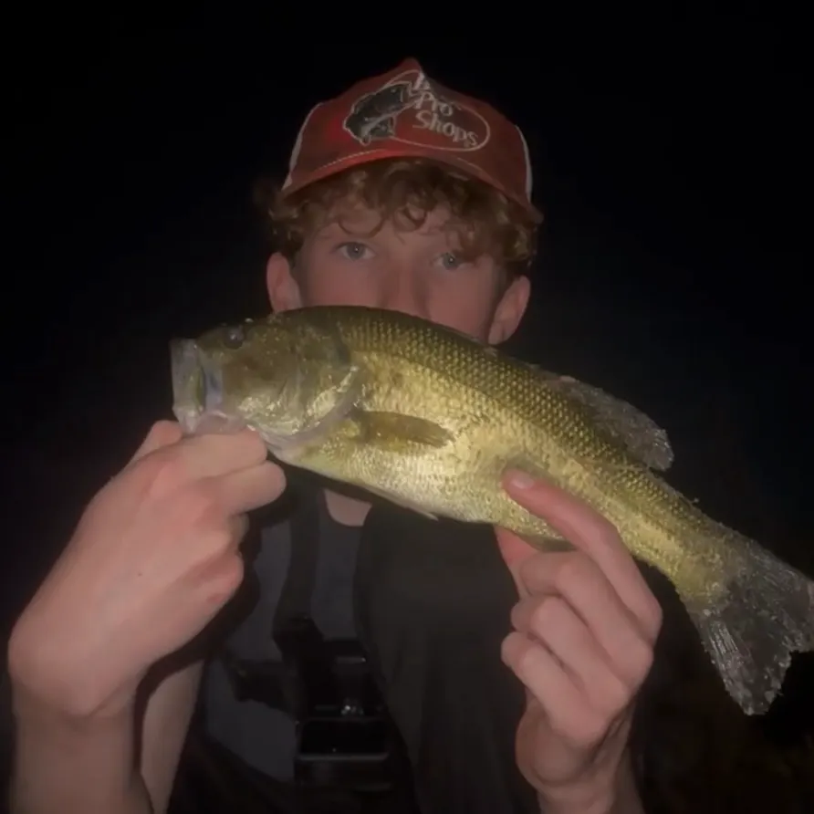 Largemouth bass caught on Fishbrain