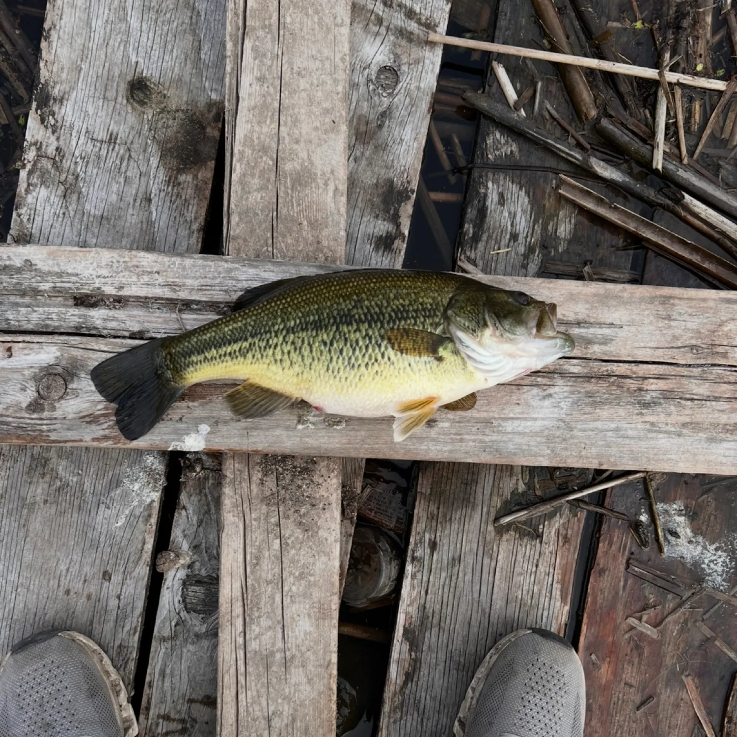 angler catch