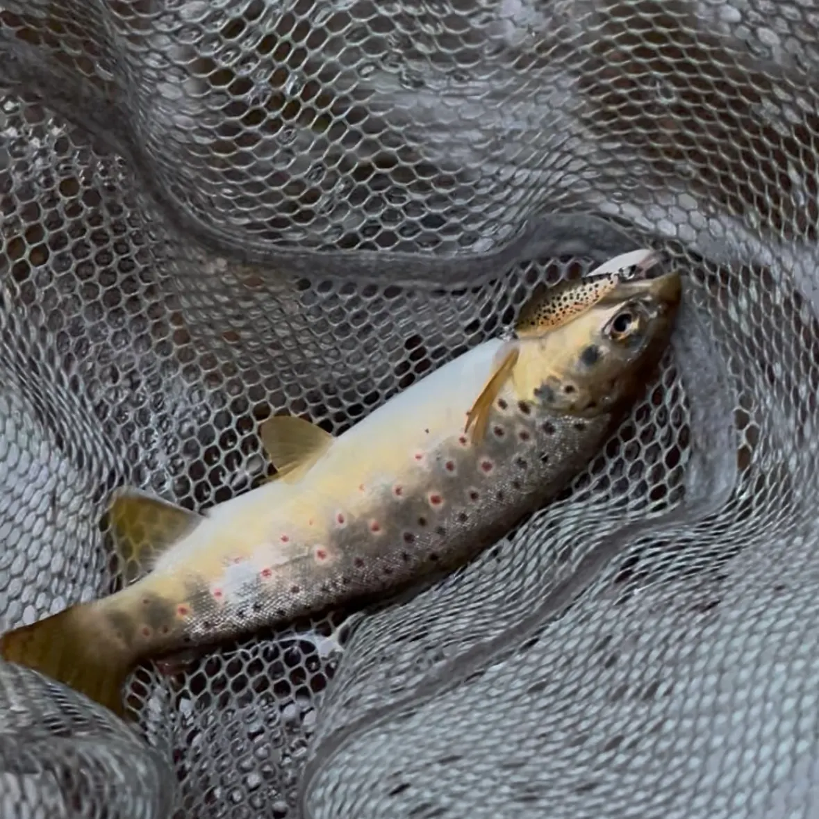Brown trout caught on Fishbrain