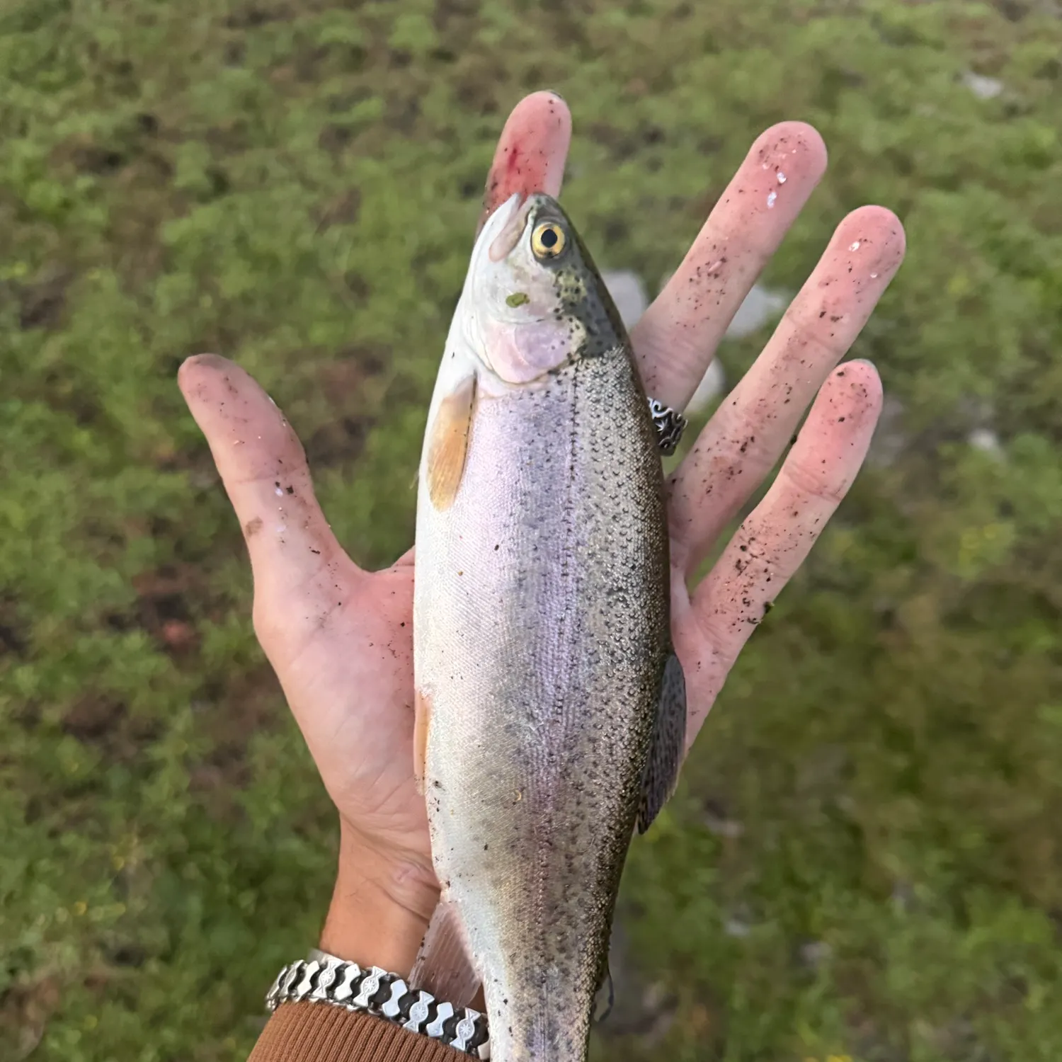 Rainbow trout caught on Fishbrain