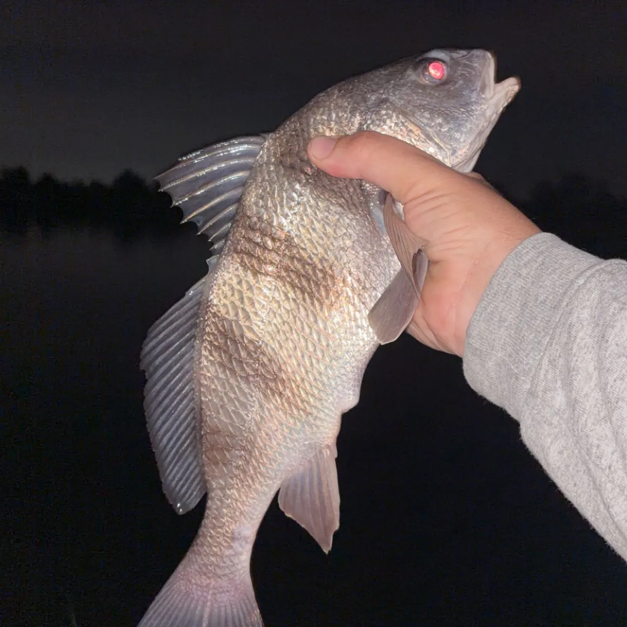 Black drum caught on Fishbrain