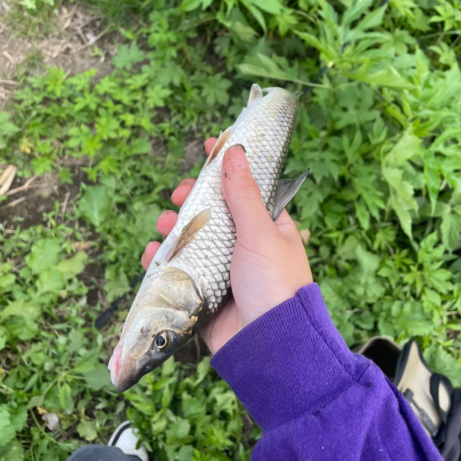 The most recent Barbel steed catches on Fishbrain
