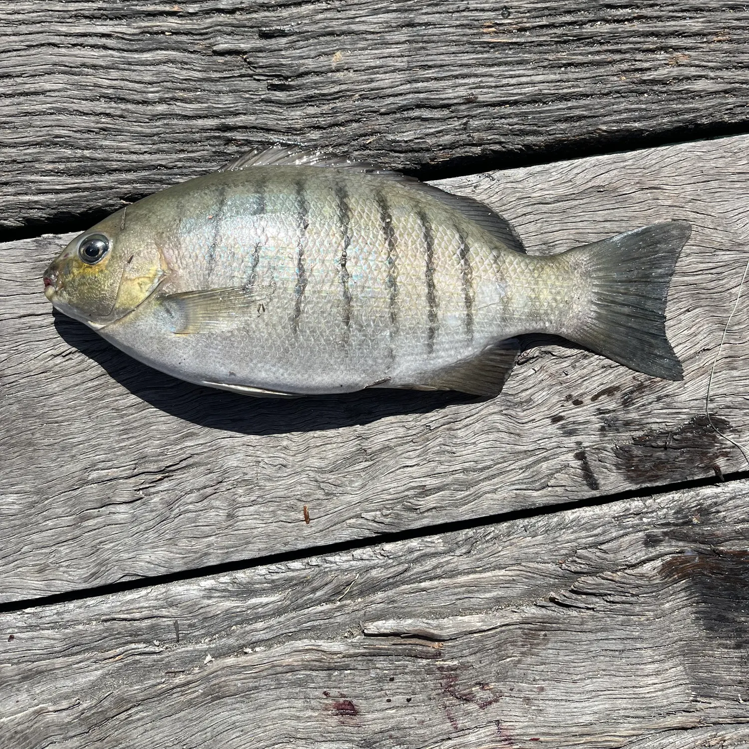 Luderick caught on Fishbrain