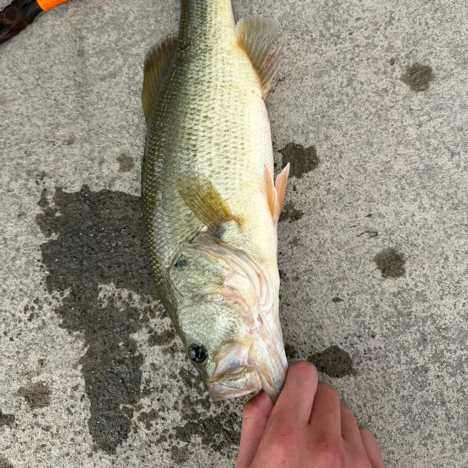 Largemouth bass caught on Fishbrain