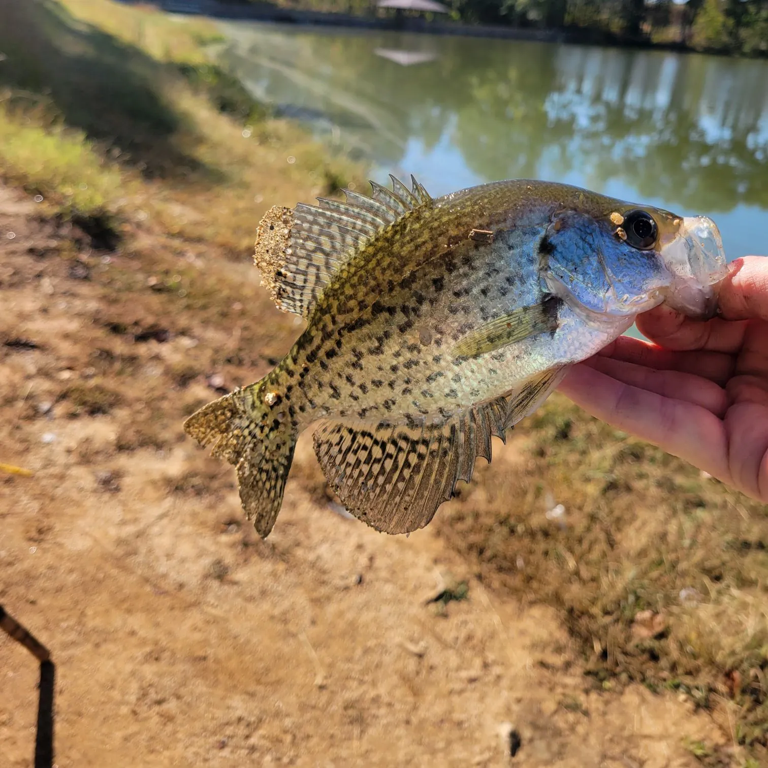 Black crappie caught on Fishbrain