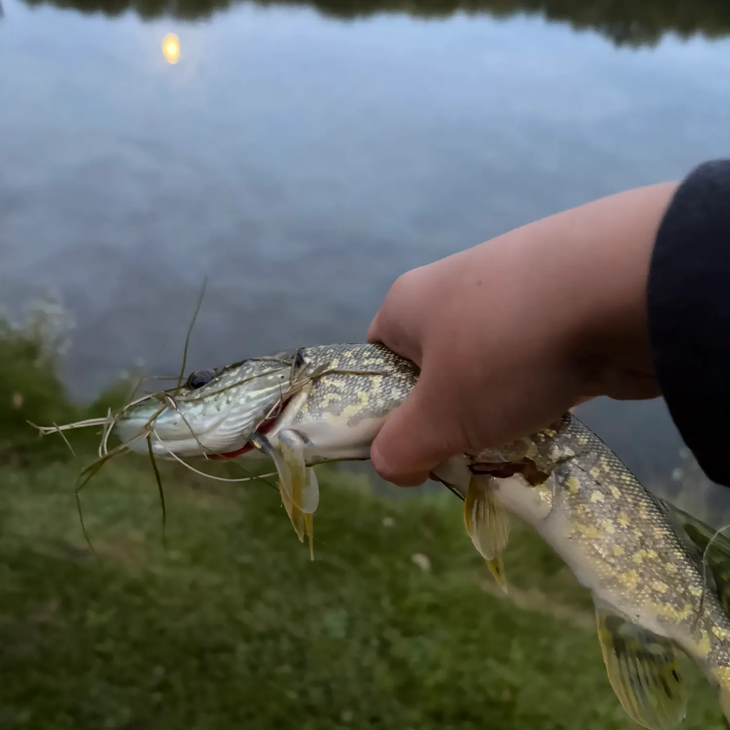 Northern pike caught on Fishbrain