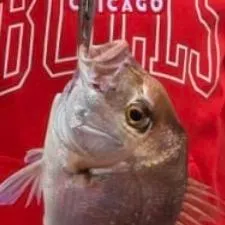 The most recent Australasian snapper catches on Fishbrain