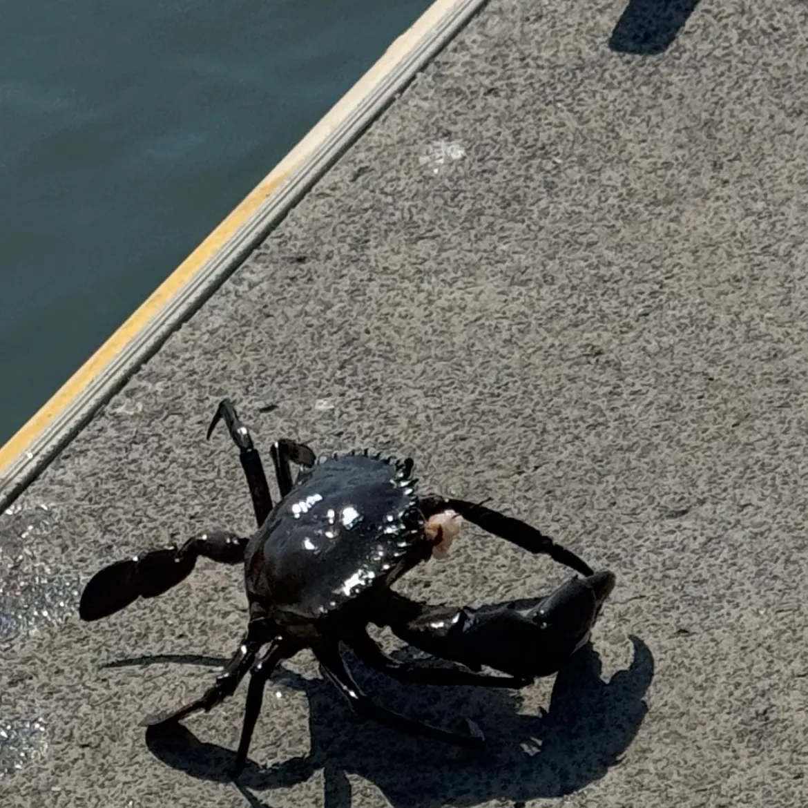 The most recent Giant mud crab catches on Fishbrain