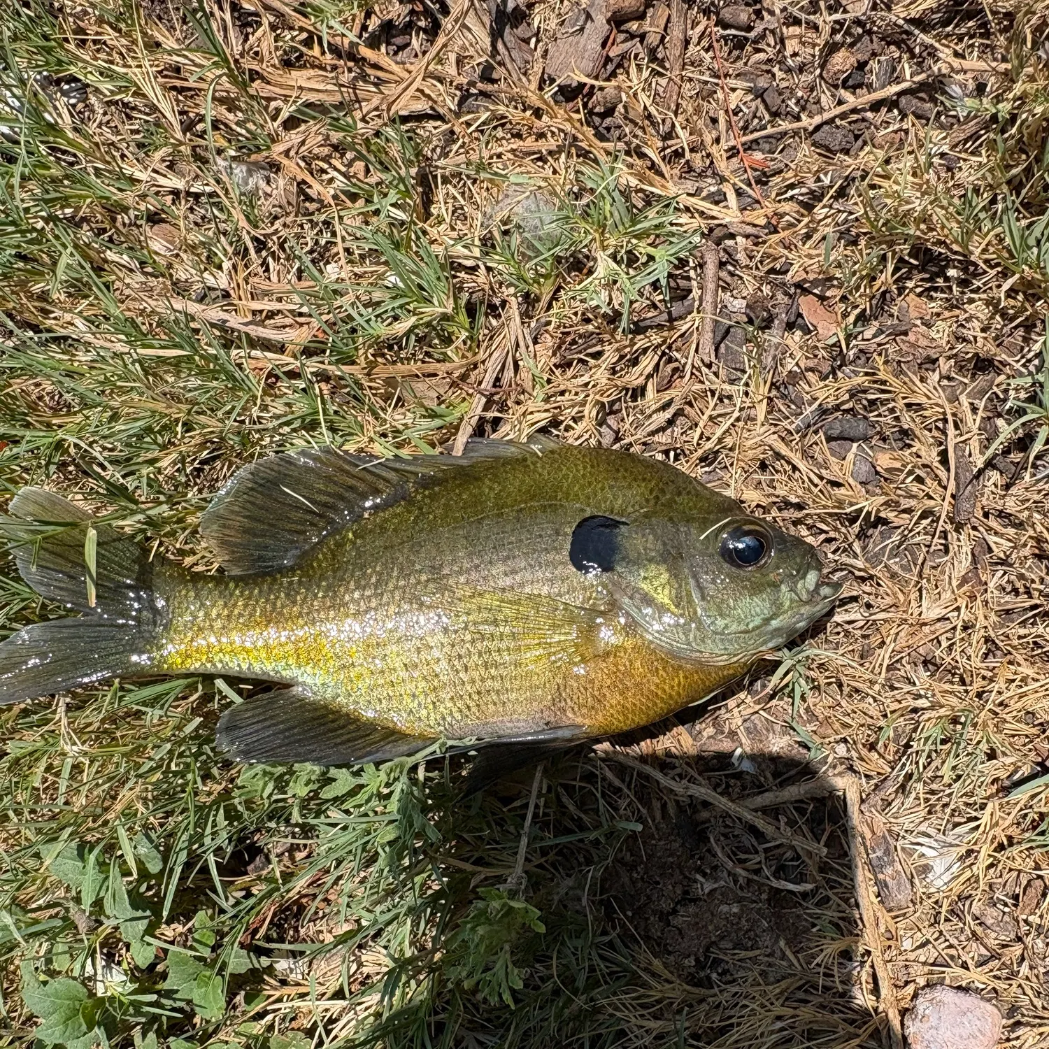 Bluegill caught on Fishbrain