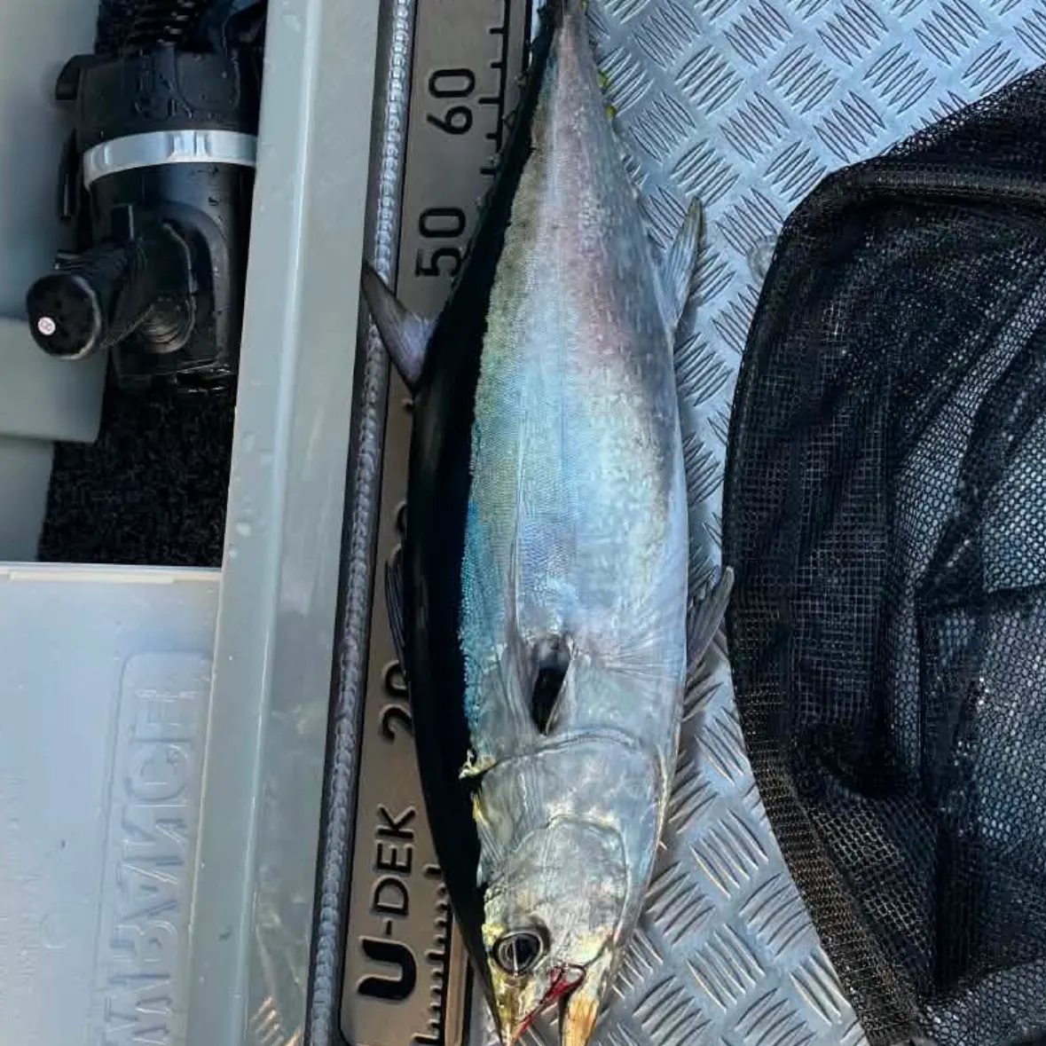 The most recent Skipjack tuna catches on Fishbrain
