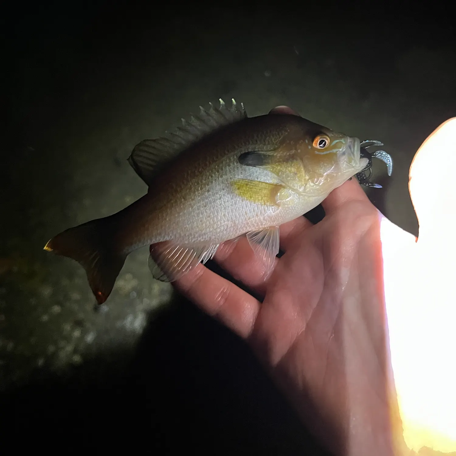 Redbreast sunfish caught on Fishbrain