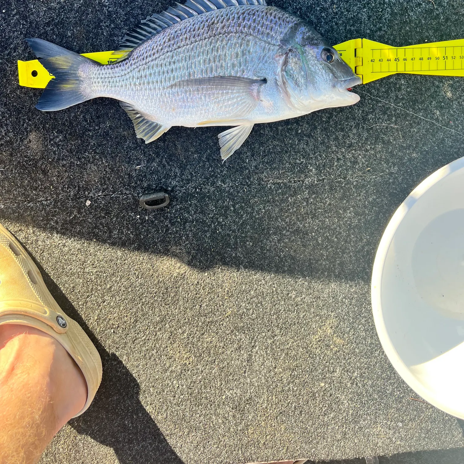 Surf bream caught on Fishbrain