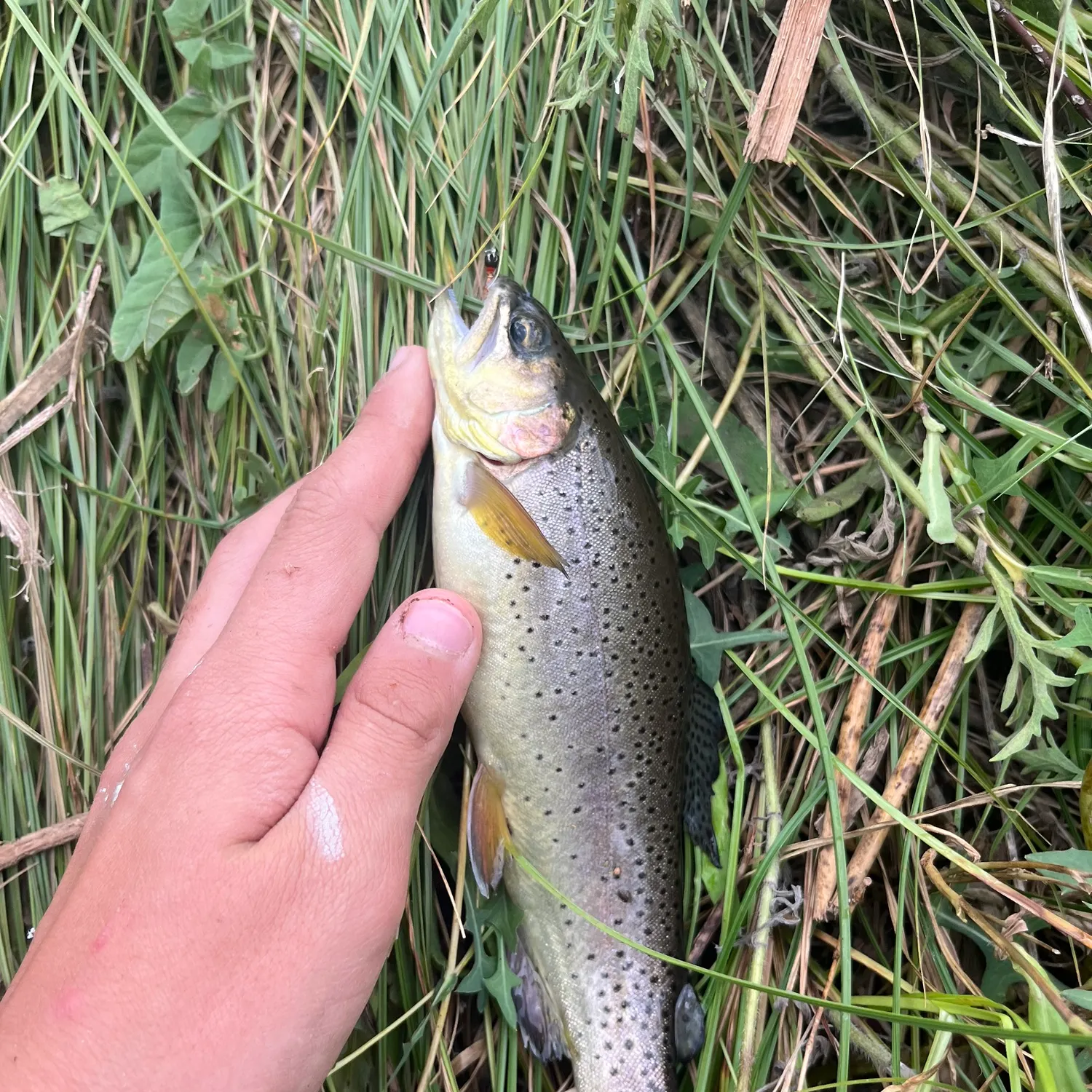 The most recent Apache x rainbow trout catches on Fishbrain