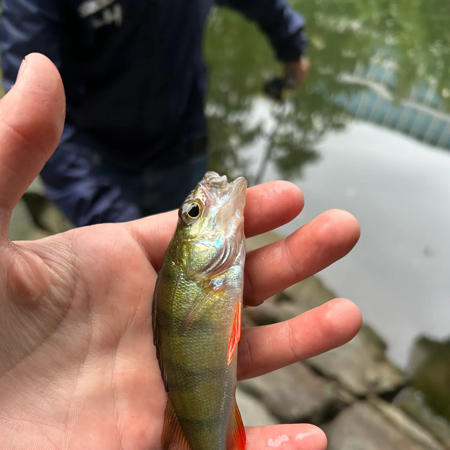 European perch caught on Fishbrain