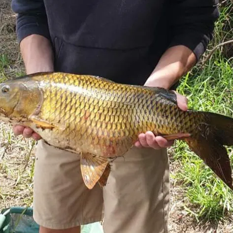 Common carp caught on Fishbrain