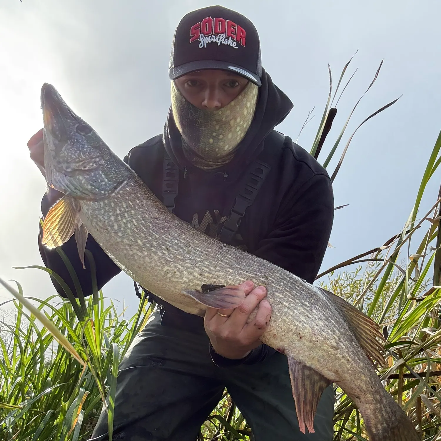 Northern pike caught on Fishbrain