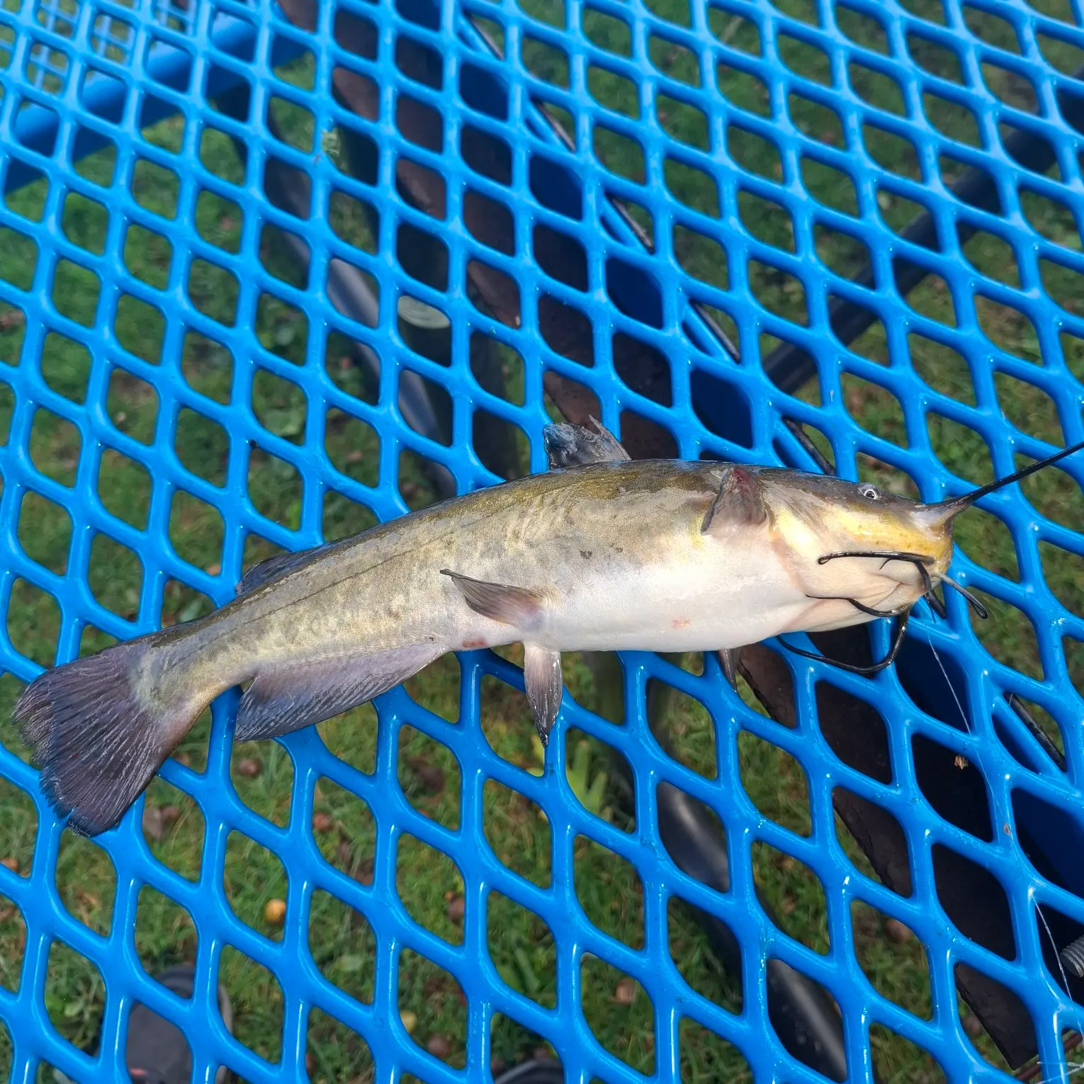 Brown bullhead caught on Fishbrain