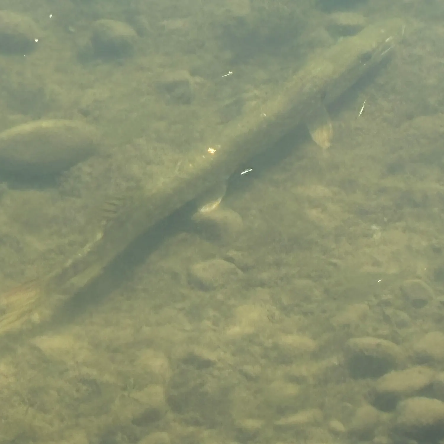 Northern pike caught on Fishbrain