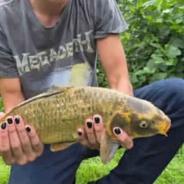 Common carp caught on Fishbrain