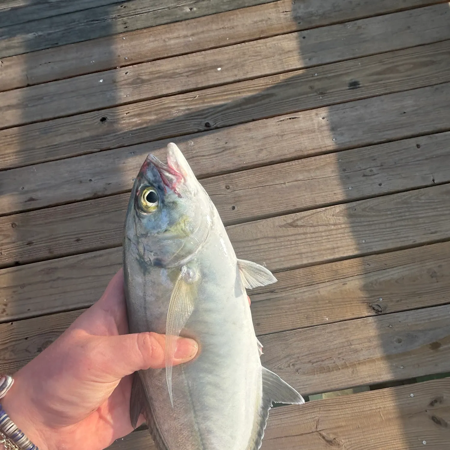 The most recent Blue runner catches on Fishbrain
