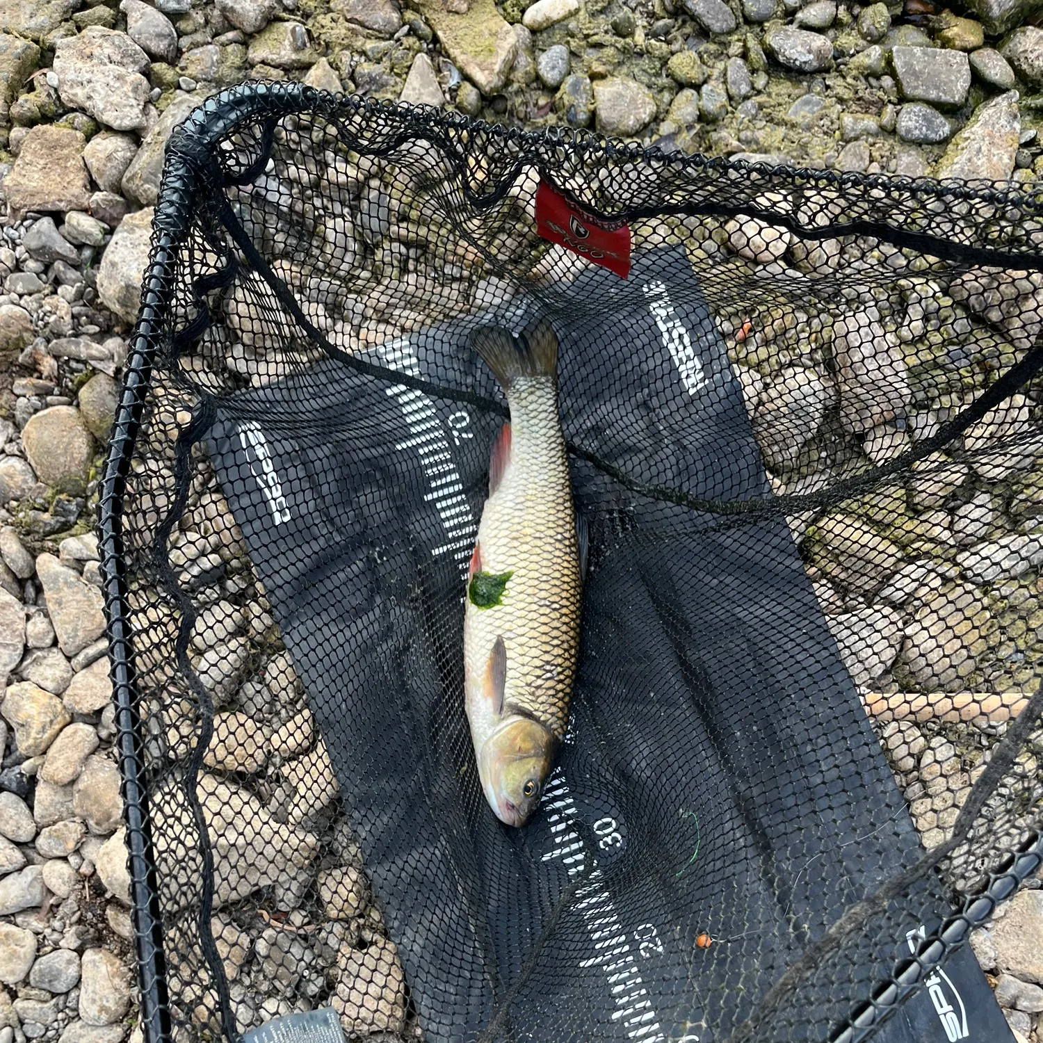 European chub caught on Fishbrain