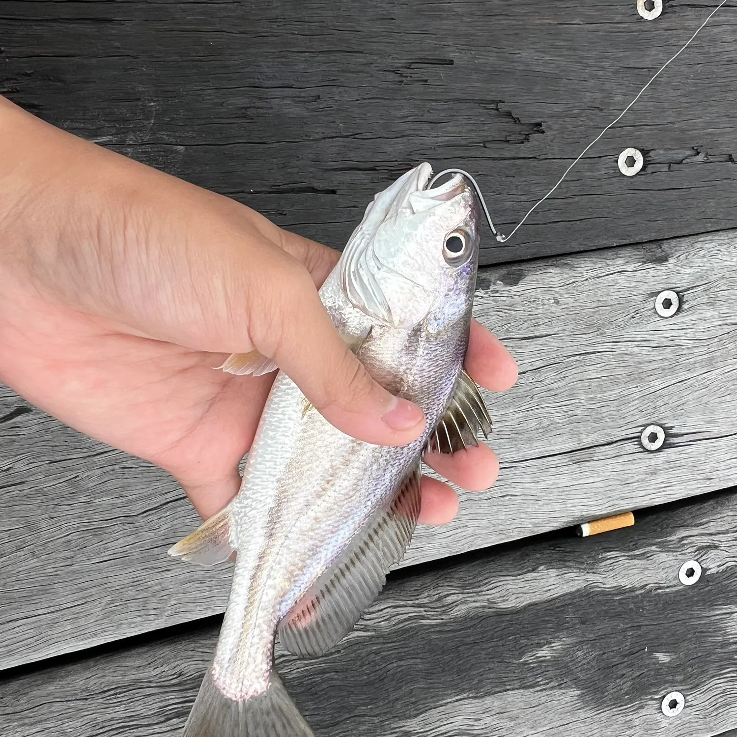 Japanese meagre caught on Fishbrain