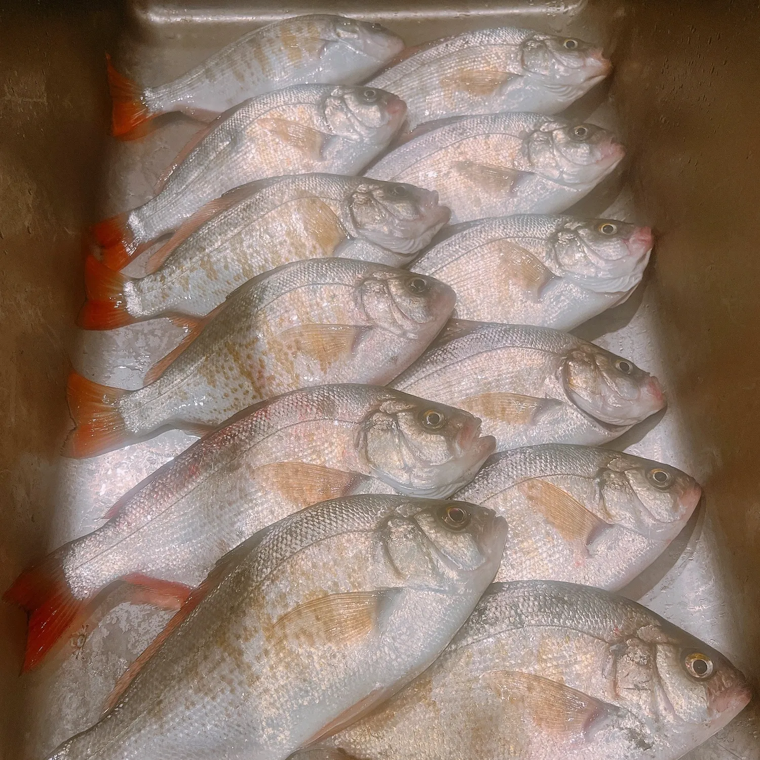 The most popular recent Redtail surfperch catch on Fishbrain