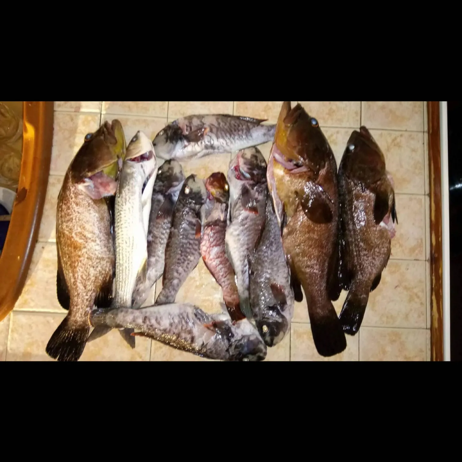 Greasy grouper caught on Fishbrain