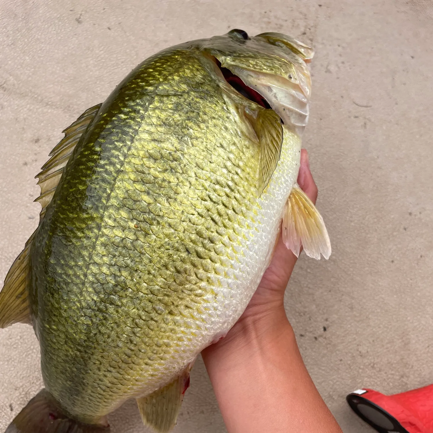 Largemouth bass caught on Fishbrain