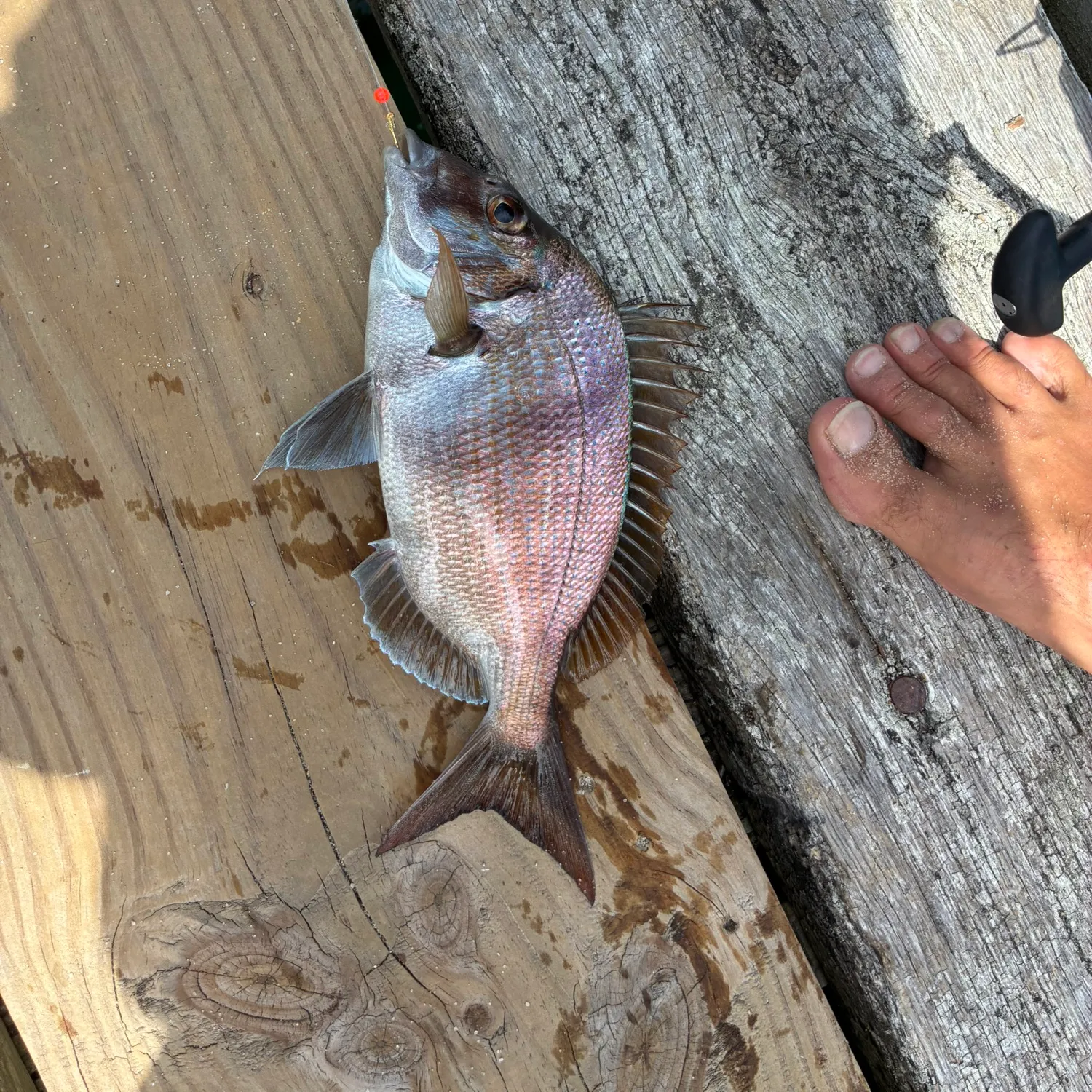 The most recent Scup catches on Fishbrain