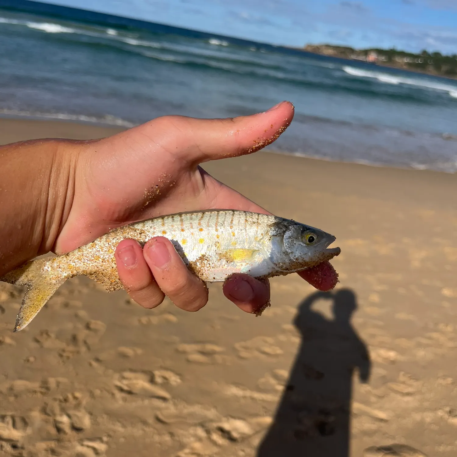 The most recent Eastern Australian salmon catches on Fishbrain