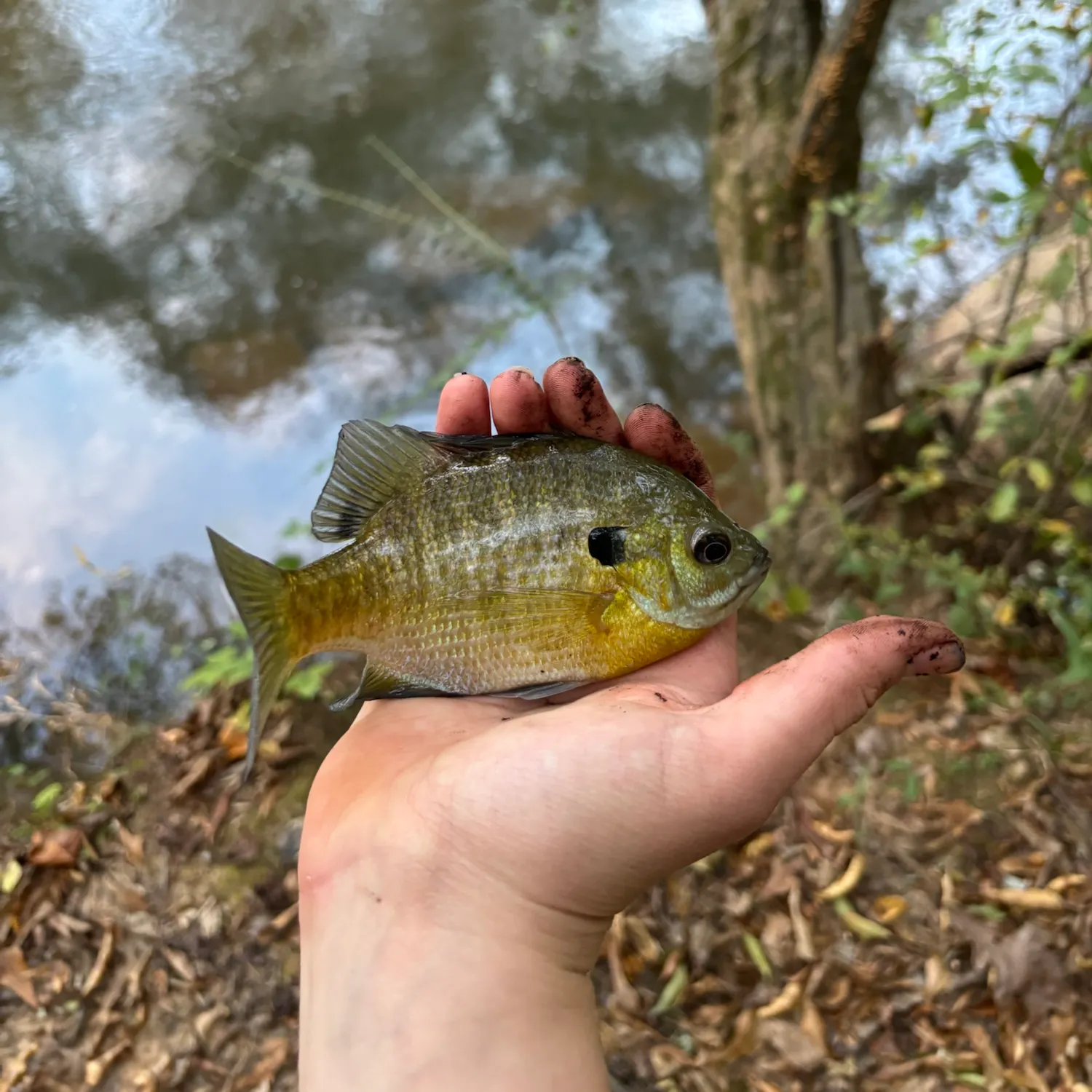 Bluegill caught on Fishbrain