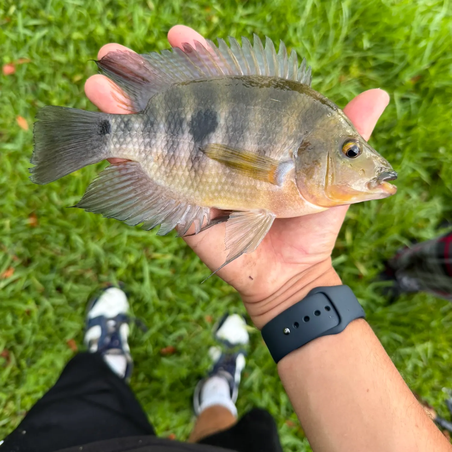 catch