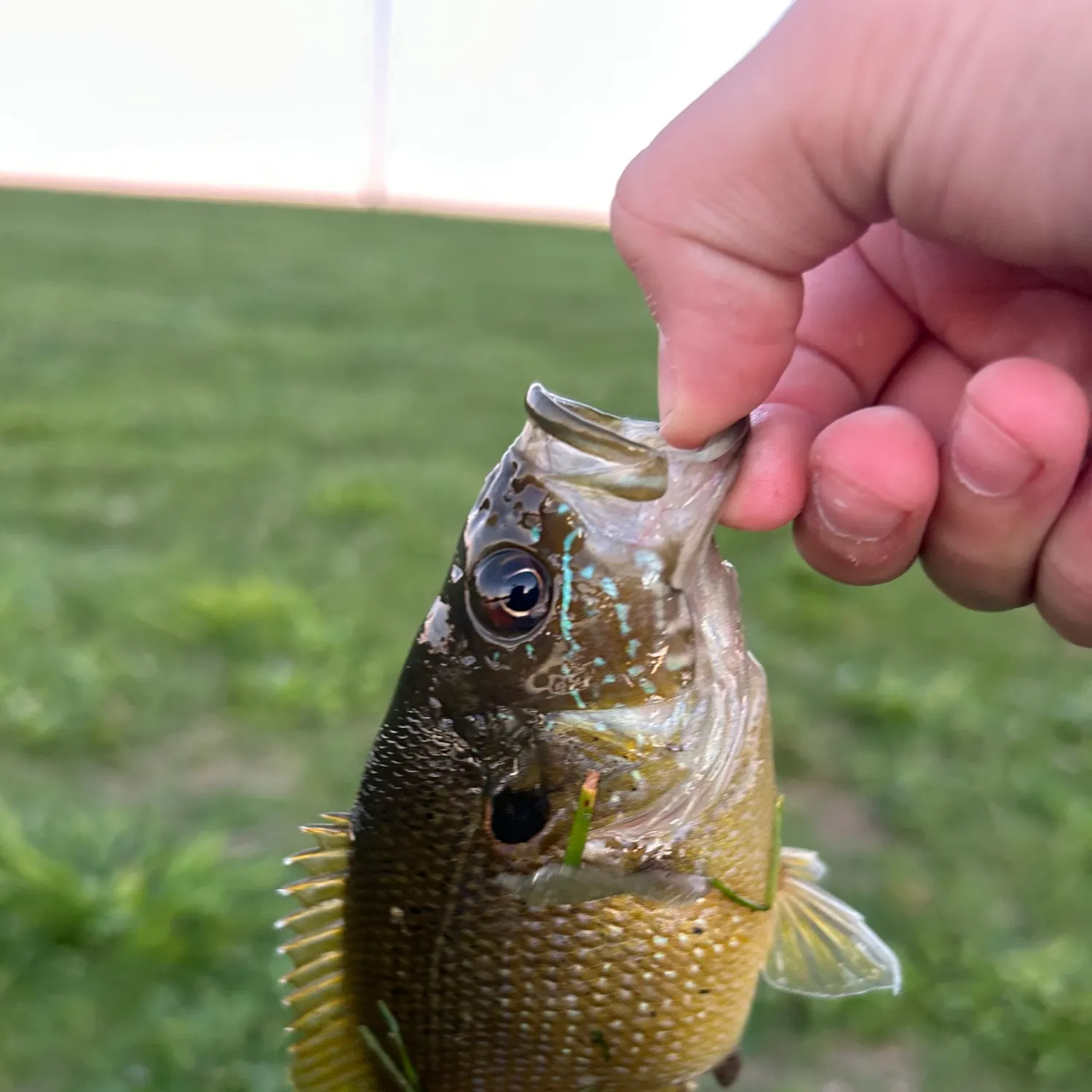 Green sunfish caught on Fishbrain