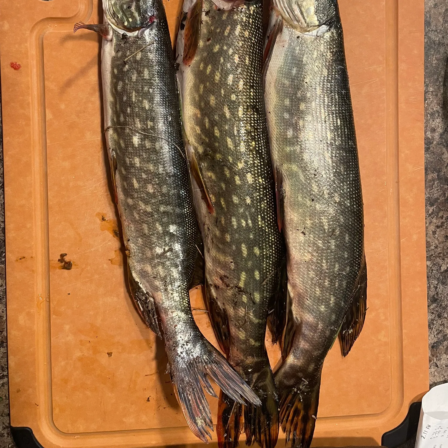 recently logged catches