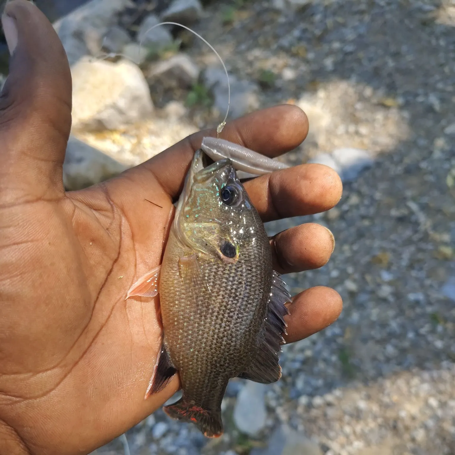 Green sunfish caught on Fishbrain