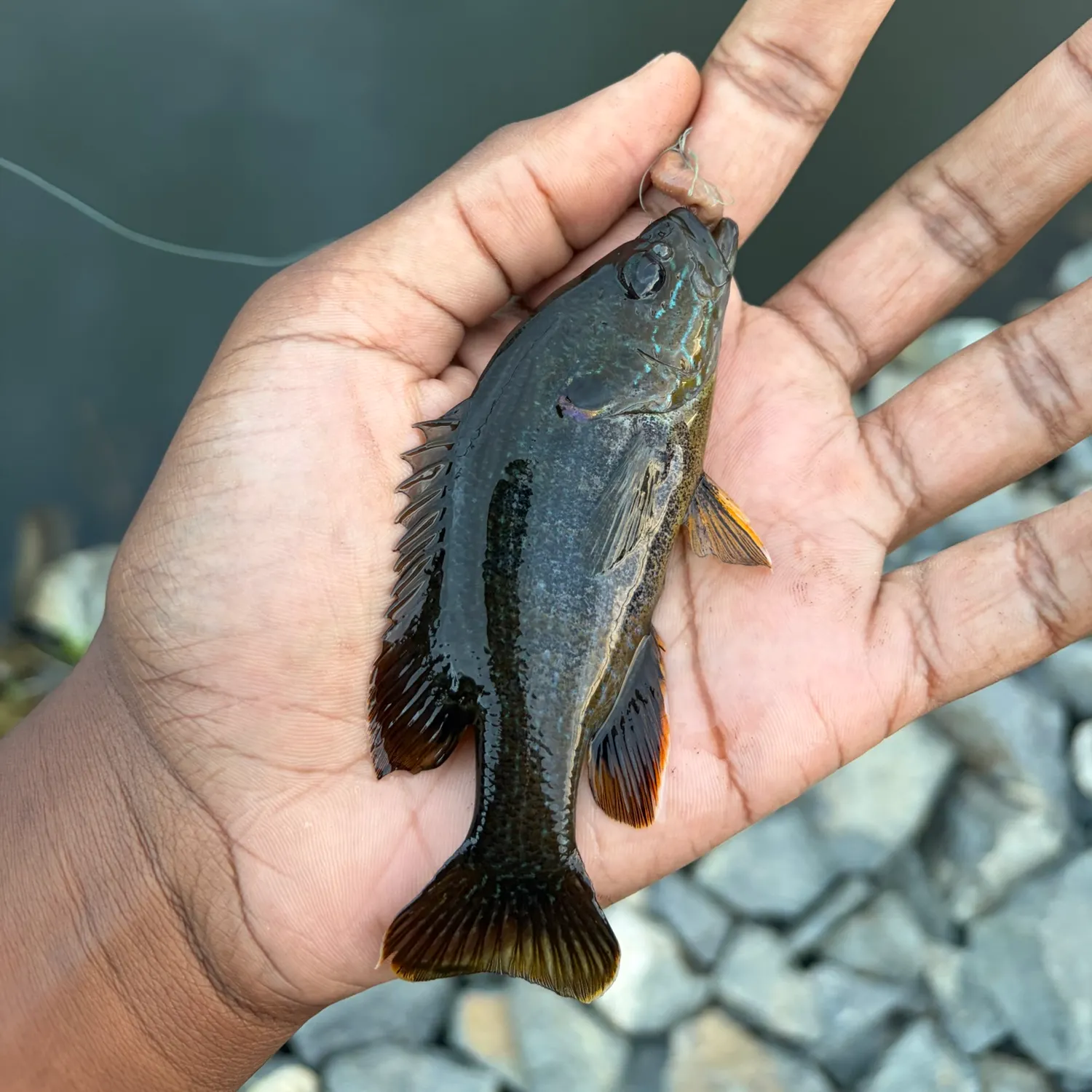 Green sunfish caught on Fishbrain