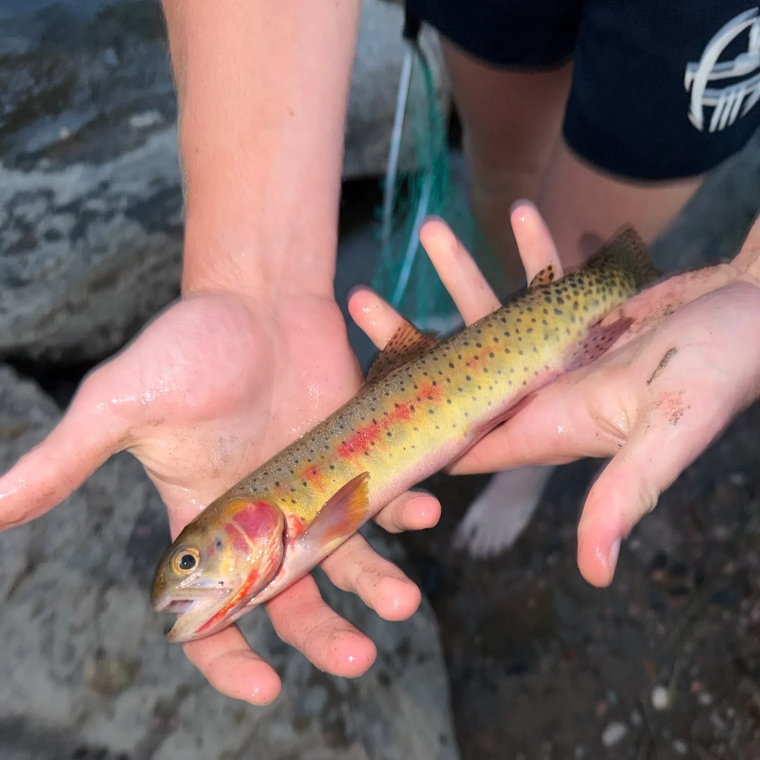 Colorado river cutthroat trout caught on Fishbrain